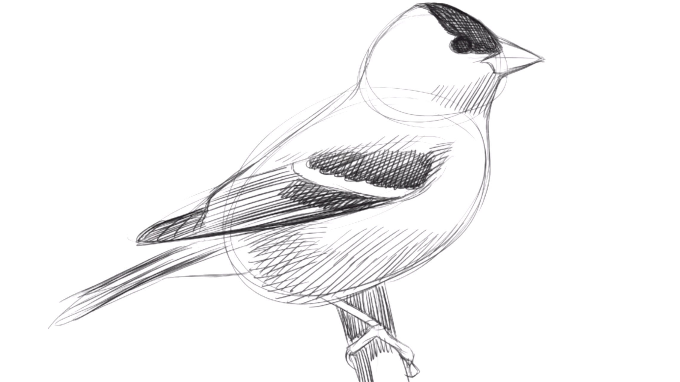 how to sketch: native birds 