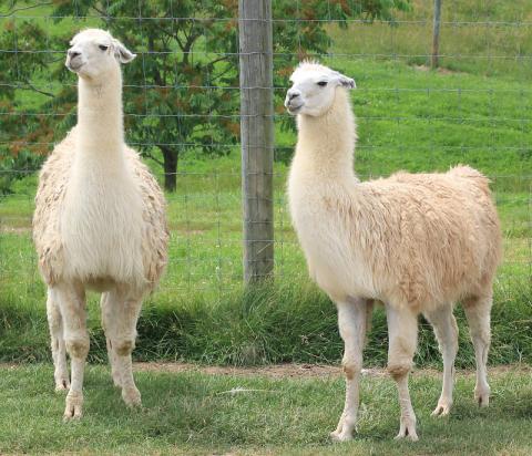 Two llamas in the field.