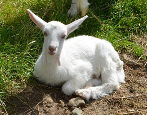 Goat laying on dirt and grasss