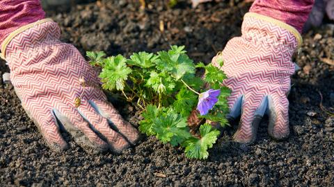 gardening