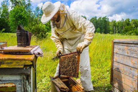 Buzz of the Beekeeper