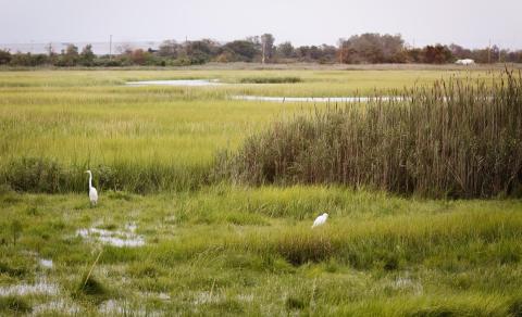 salt marsh