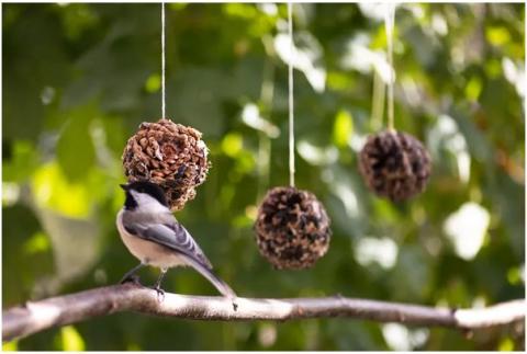 Pine cone bird feeder with bird