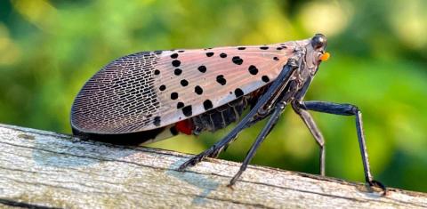 Spotted Lanternfly