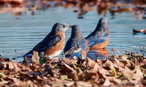 bluebirds