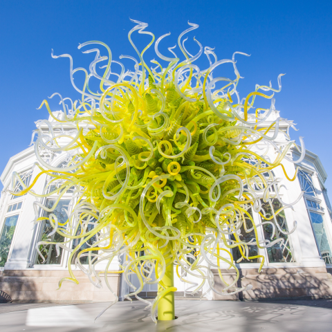 NYBG CHIHULY  Sol de Citron