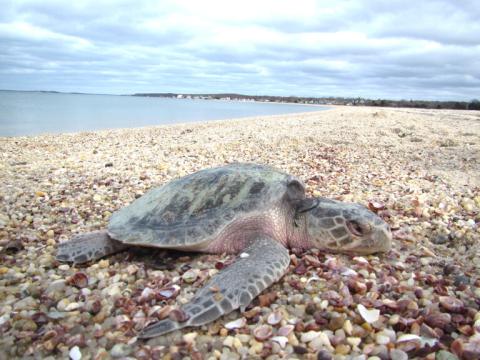 Cold Stunned Sea Turtle on beach