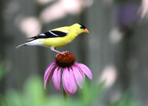 yellow bird on echinacea plant