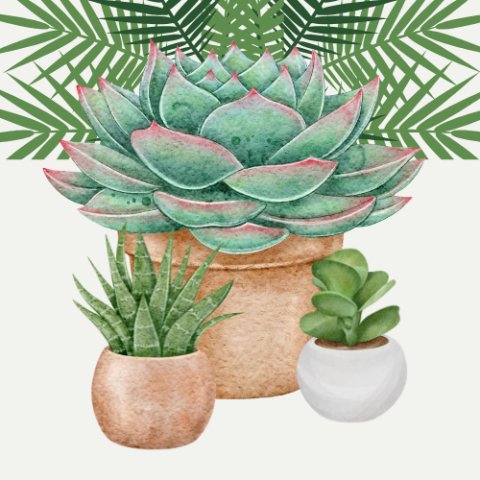 potted palms and succulents