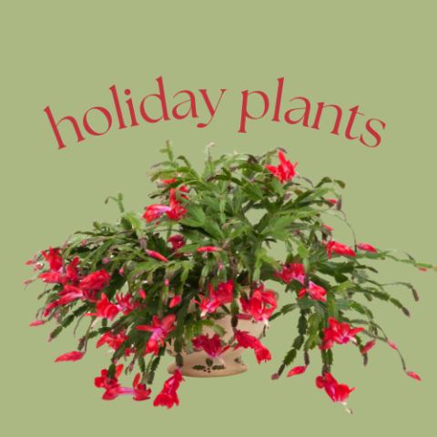 Christmas Cactus
