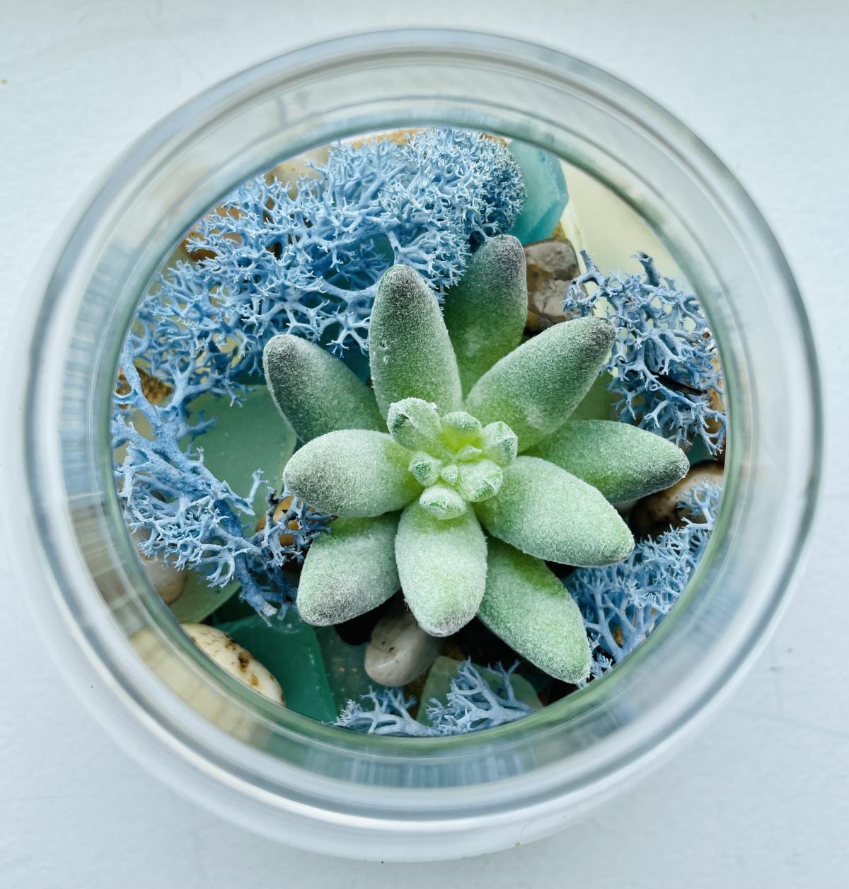 DIY Sea Glass Terrarium