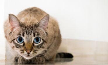 Decoding the Mysteries of Cats