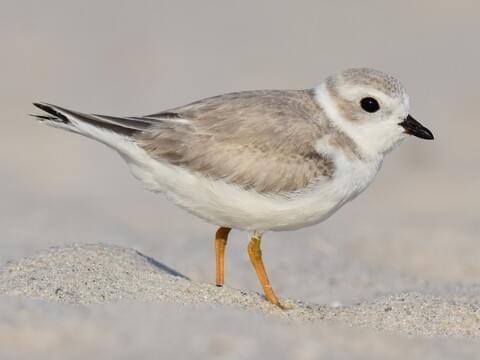 Plover