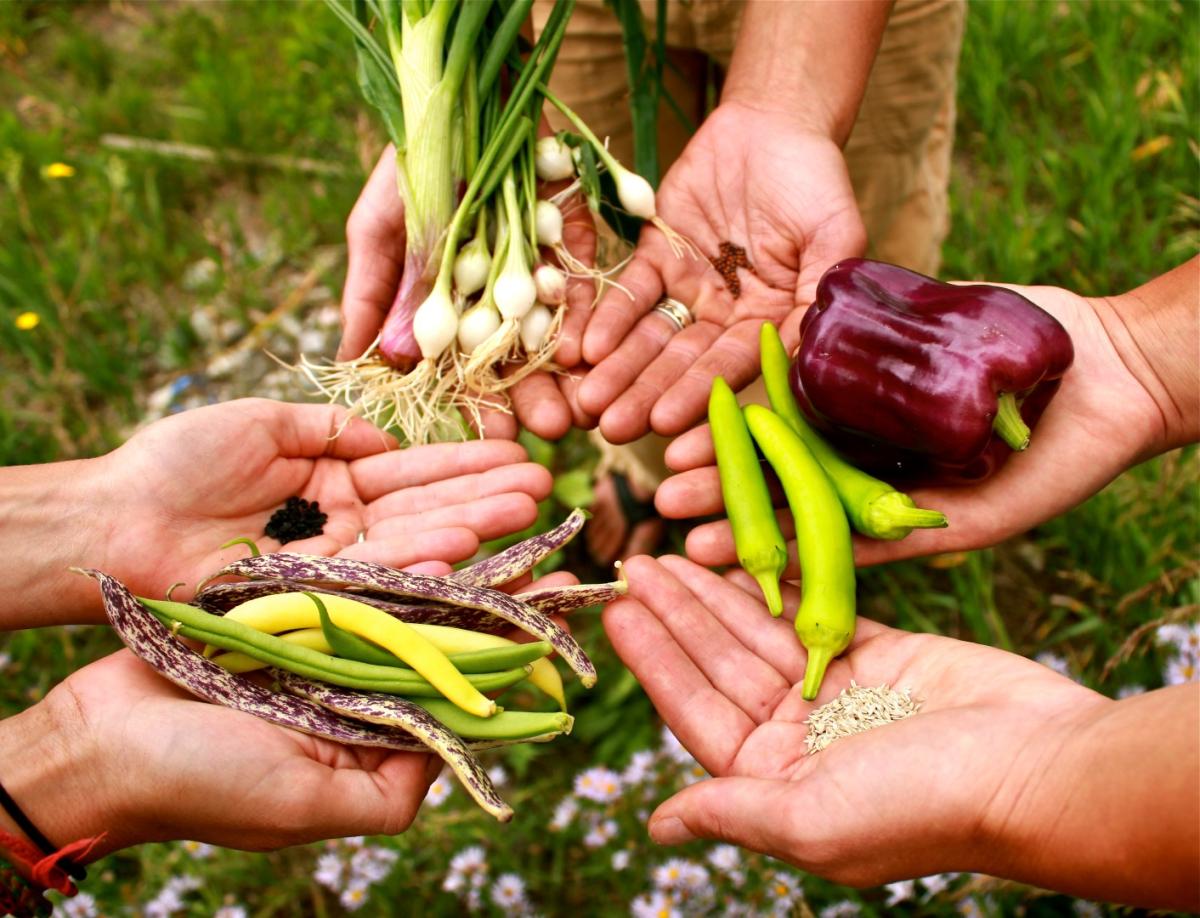 Seed Saving & Plant Starts