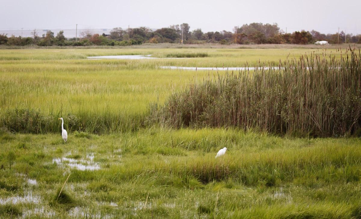 salt marsh