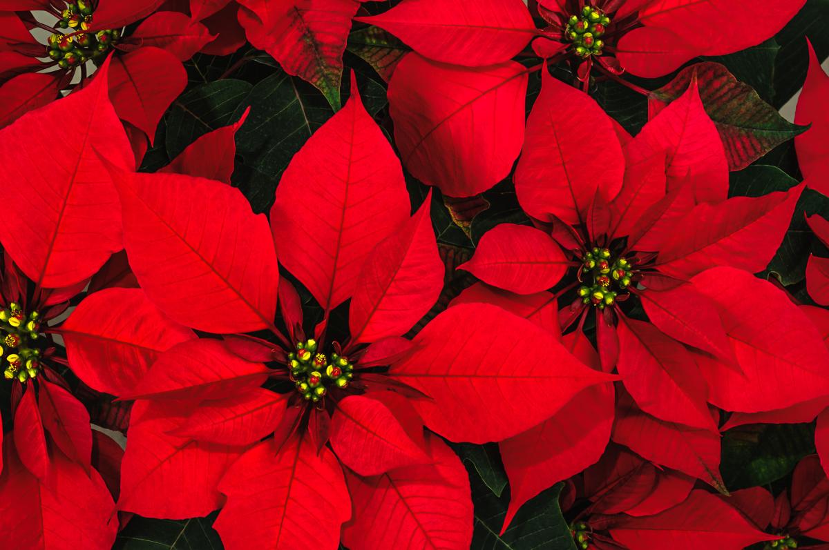 Holiday Plants