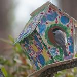 Bird in front of Painted Birdhouse