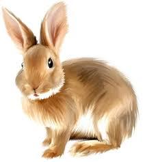 Bunny Clip Art