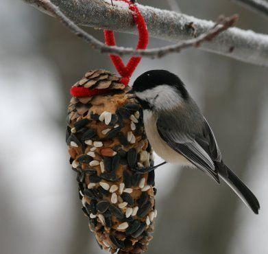 Bird on pinecone bird feeder